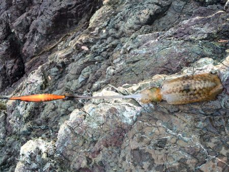 ちょっと成長？