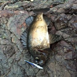 ショアジギング