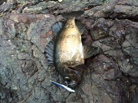 ショアジギング