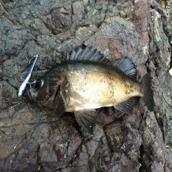 ショアジギング