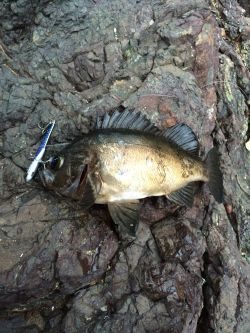 ショアジギング