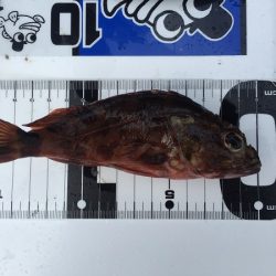 ２日越しでアジゲット！