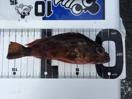 ２日越しでアジゲット！