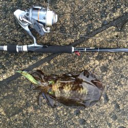 エギング！　とおまけ