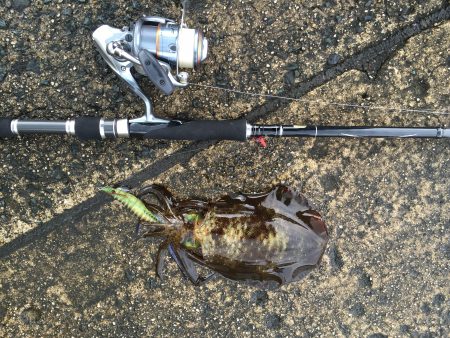 エギング！　とおまけ