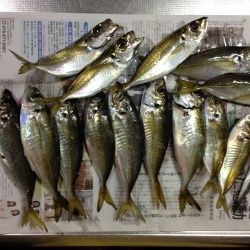 タチウオは爆風にて。。。