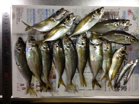 タチウオは爆風にて。。。