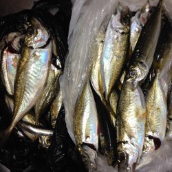 アジ、イワシが湧いていました