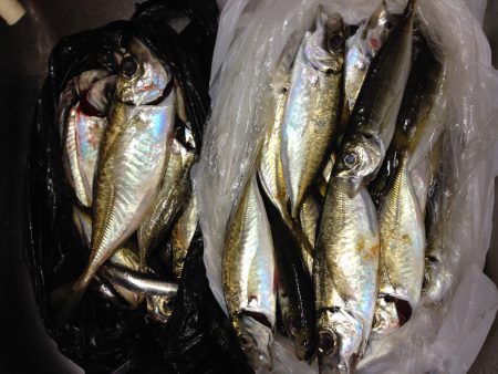 アジ、イワシが湧いていました