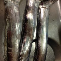 短い時合に効率よく