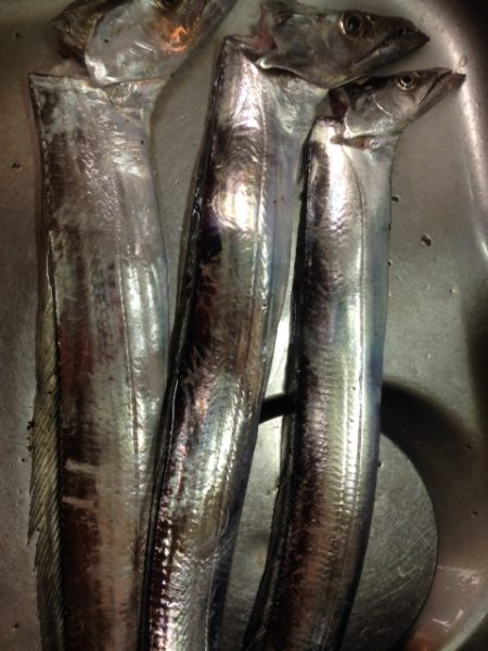 短い時合に効率よく