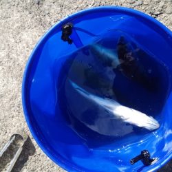 シーバス3投3連続HIT