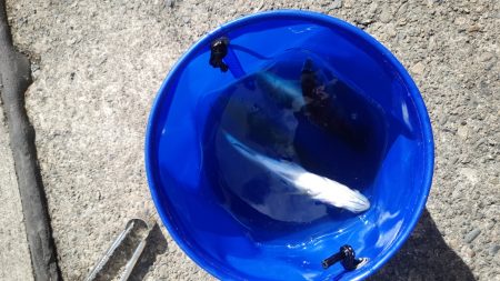 シーバス3投3連続HIT