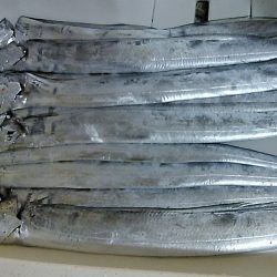 プチラッシュは手返し命