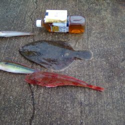 カレイとホウボウ