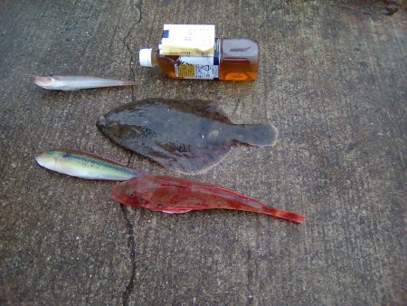 カレイとホウボウ