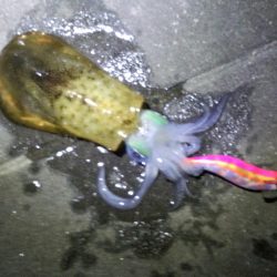 明石の秋イカシーズン終了？