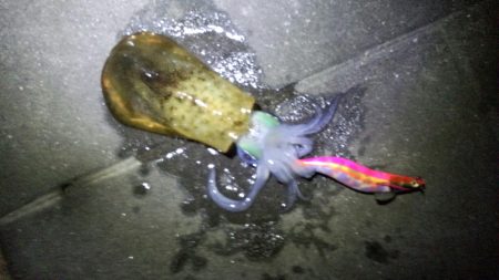 明石の秋イカシーズン終了？