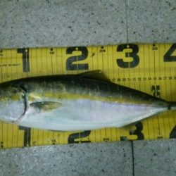 ノマセでハマチが釣れました♪