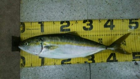 ノマセでハマチが釣れました♪