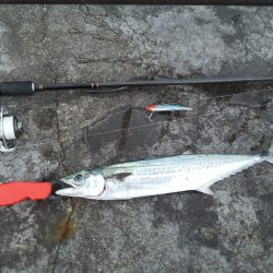 連日サゴシが回遊中!?良型アジも入れ食い!!