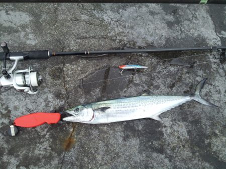 連日サゴシが回遊中!?良型アジも入れ食い!…