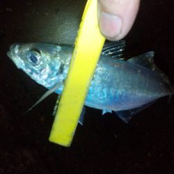 久しぶりのアジ