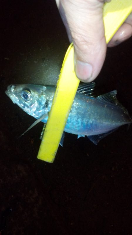 久しぶりのアジ