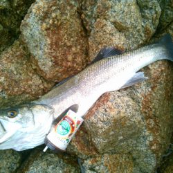 日本海スズキ75センチ