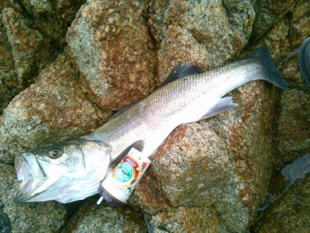 日本海スズキ75センチ