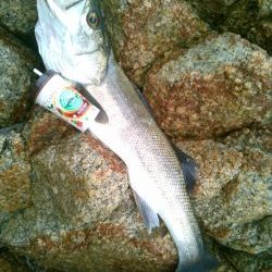 日本海スズキ75センチ