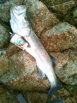 日本海スズキ75センチ