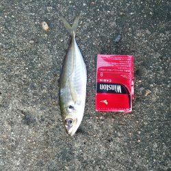 ナイス！アジ！