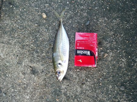 ナイス！アジ！