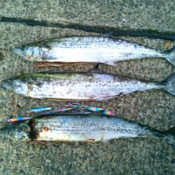 サゴシ→ベイトはシラス