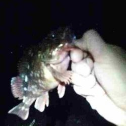 アジを釣りたくて