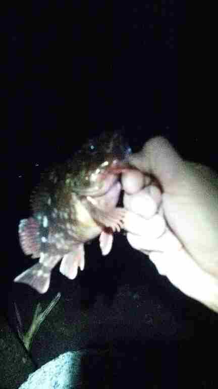 アジを釣りたくて