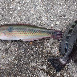 ポーアイでチヌ不発、、、