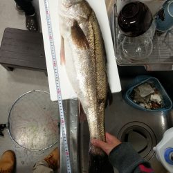 念願のシーバス！