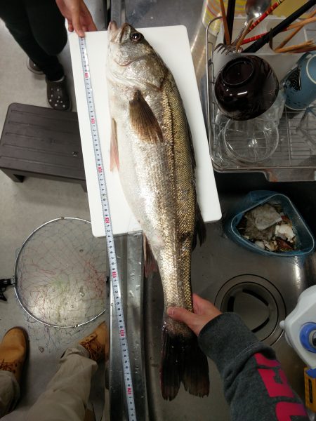 念願のシーバス！