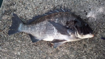 フカセ釣り始動