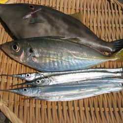 サビキでのんびり釣行