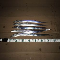 タチウオ釣れたよ