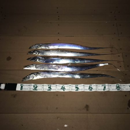 タチウオ釣れたよ