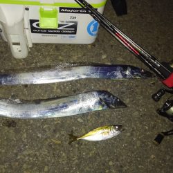 今年初タッチー