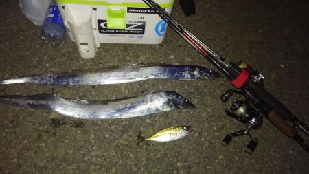 今年初タッチー