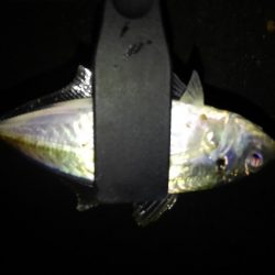 久しぶりのアジング