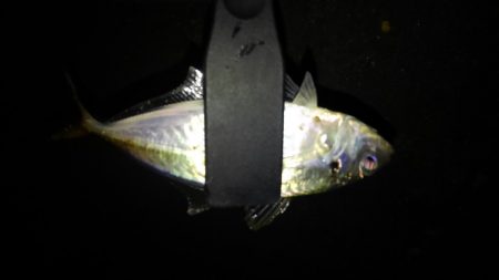 久しぶりのアジング