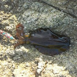 今日はハズレ日