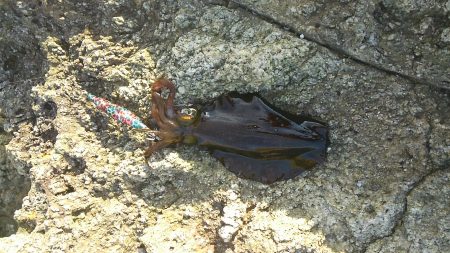 今日はハズレ日